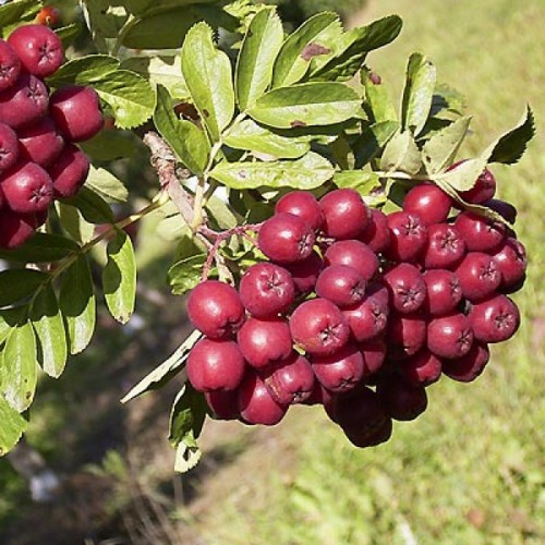 Sorbus 'Burka' - Kultuurpihlakas 'Burka' C6/6L